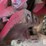 case-ih-oil-bath-sickle-drive-image-11
