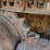 1999-caterpillar-d4c-xl-iii-image-31