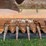 case-ih-1010-image-19