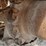 2014-bobcat-t590-image-22