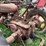 farmall-m-tractor-image-17
