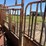 for-most-cattle-chute-image-7
