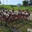 case-1200m-field-cultivator-image-6