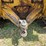 caterpillar-d4d-image-102