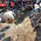 case-ih-340-image-8