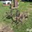 horse-drawn-cultivator-image-1