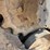 2019-takeuchi-tl8-image-10