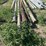 **sold-onsite-only---no-online-bids-will-be-accepted**-livestock-equipment-image-3