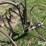 horse-drawn-cultivator-image-9