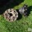 case-ih-7120-18.4r42-tires,-rims-&-10-bolt-dual-hubs-image-19