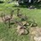 horse-drawn-cultivator-image-6