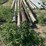 **sold-onsite-only---no-online-bids-will-be-accepted**-livestock-equipment-image-11