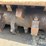 2021-caterpillar-299d3-xe-image-25