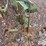 john-deere-5-image-9
