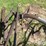 horse-drawn-cultivator-image-8