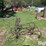 horse-drawn-cultivator-image-7