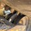 caterpillar-299d2-image-15