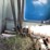 electric-single-speed-horse-walker-image-17