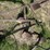 horse-drawn-cultivator-image-12