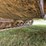 caterpillar-d4d-image-101