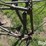 horse-drawn-cultivator-image-13