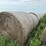 2024-mixed-grass-hay-round-bales-(bid-per-unit)-image-4