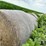 2024-mixed-grass-hay-round-bales-(bid-per-unit)-image-1