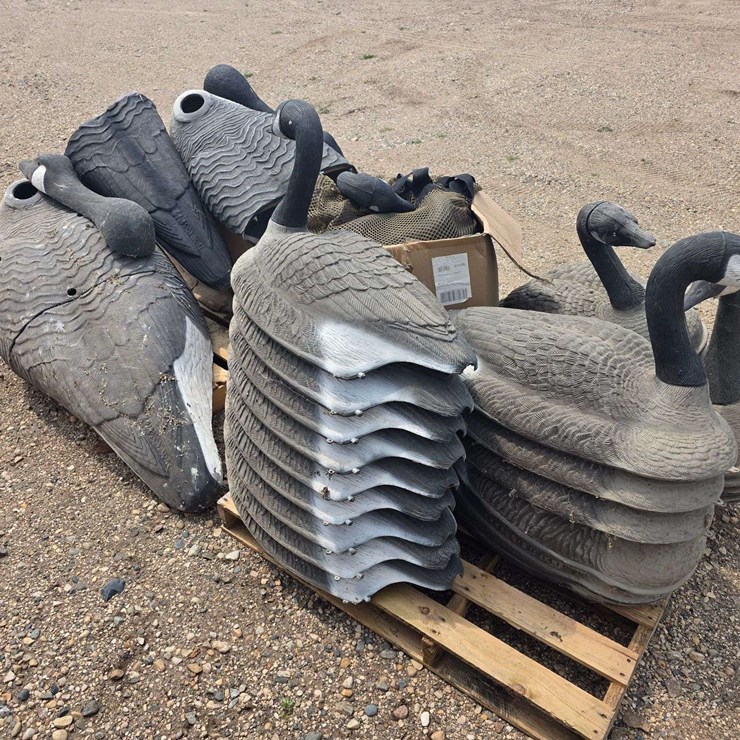 Large Lot of Full Body Standard Shells and Floating Shells, Approx 30 Total, Buying All for One Mone