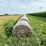 2024-mixed-grass-hay-round-bales-(bid-per-unit)-image-18