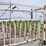 portable-cattle-chute-image-17