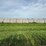 2024-mixed-grass-hay-round-bales-(bid-per-unit)-image-11