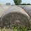 2024-mixed-grass-hay-round-bales-(bid-per-unit)-image-5