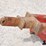 shop-built-3-pt-scissor-high-lift-image-8