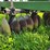 john-deere-335-image-12