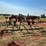 hesston-2340-image-5
