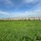 2024-mixed-grass-hay-round-bales-(bid-per-unit)-image-4