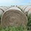 2024-mixed-grass-hay-round-bales-(bid-per-unit)-image-5