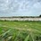 2024-mixed-grass-hay-round-bales-(bid-per-unit)-image-6