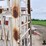 portable-cattle-chute-image-19