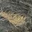 2024-mixed-grass-hay-round-bales-(bid-per-unit)-image-7