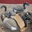 large-lot-of-full-body-standard-shells-and-floating-shells,-approx-30-total,-buying-all-for-one-mone-image-4