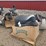 large-lot-of-full-body-standard-shells-and-floating-shells,-approx-30-total,-buying-all-for-one-mone-image-2
