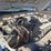 2011-ford-f350-image-20