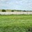 2024-mixed-grass-hay-round-bales-(bid-per-unit)-image-15