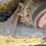 caterpillar-249d3-image-8