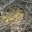 2024-mixed-grass-hay-round-bales-(bid-per-unit)-image-7
