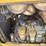 2016-caterpillar-d6k2-lgp-image-23