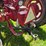 farmall-h-with-dual-loader,-wide-front,-6.00-16-fronts,-13.6-38-rears,-540-pto-with-loader-pump,-whe-image-13