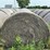 2024-mixed-grass-hay-round-bales-(bid-per-unit)-image-2