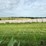 2024-mixed-grass-hay-round-bales-(bid-per-unit)-image-12